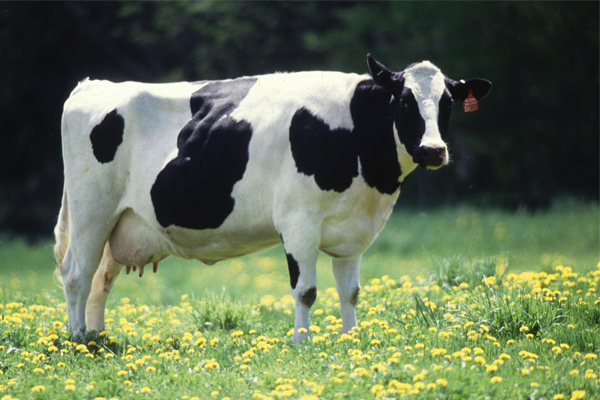 c 1 vache